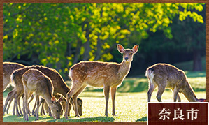 奈良公園